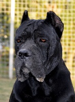 Étalon Cane Corso - Ludovico Dell' Impero Maya