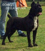 Étalon Cane Corso - Gomez della nevaia