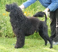 Étalon Chien d'eau portugais - mountainhead's Majuro