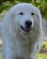 Étalon Chien de Montagne des Pyrenees - CH. Amie linelle From Pyrlandia