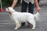 Étalon Clumber Spaniel - Jules Des eaux vives