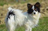 Étalon Epagneul nain Continental (Papillon) - Joli coeur Du Royaume Des Licornes