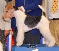 Étalon Fox Terrier Poil Dur - CH. Doc D'hondrecoutre