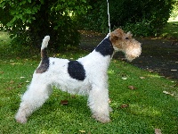 Étalon Fox Terrier Poil Dur - Dollinne des masures de saint rémy