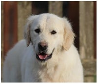 Étalon Golden Retriever - Butterfl 'highland I'm famous