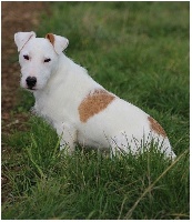 Étalon Jack Russell Terrier - Jack daniels De La Petite Gondelaine