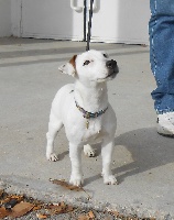Étalon Jack Russell Terrier - I'm so pretty dite ichka of Sheytane