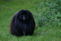 Étalon Pekinois - CH. Akasha Vom Kaiser-Palais