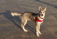 Étalon Siberian Husky - Léna of alta valley race