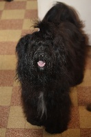 Étalon Terrier Tibetain - of Wamil Ajendra Indivar-lamleh
