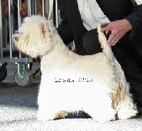 Étalon West Highland White Terrier - CH. Dream story Girl for me