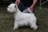 Étalon West Highland White Terrier - CH. Dream story It's my life