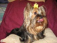 Étalon Yorkshire Terrier - Indiana (Sans Affixe)