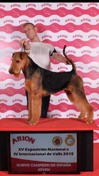 Publication : Aireniemeyer