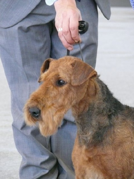 Publication : Aireniemeyer