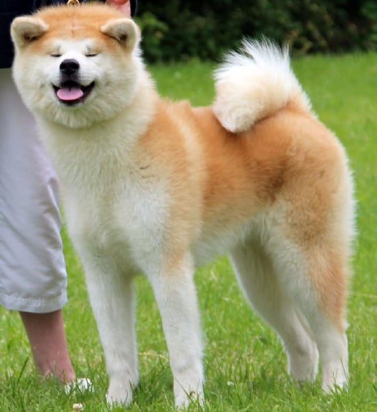 Publication : du Temple De Todai-ji