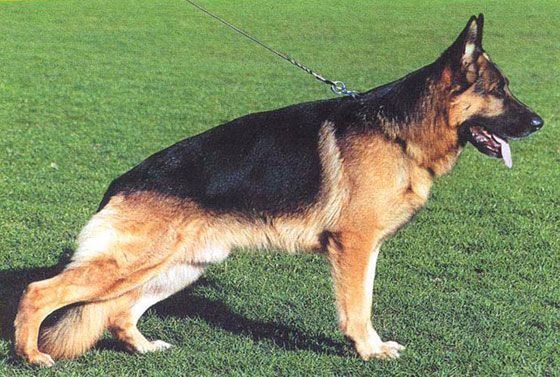 CH. Hoss Vom lärchenhain