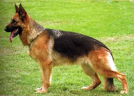 CH. Connie vom farbenspiel