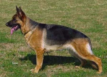 CH. Rita vom leithawald