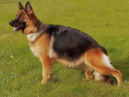 Hara V team fiemereck