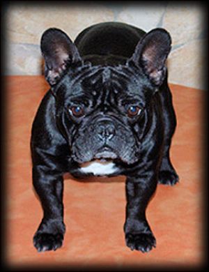 CH. Ragina gold dolche vita