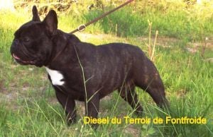 Diesel du Terroir de fontfroide