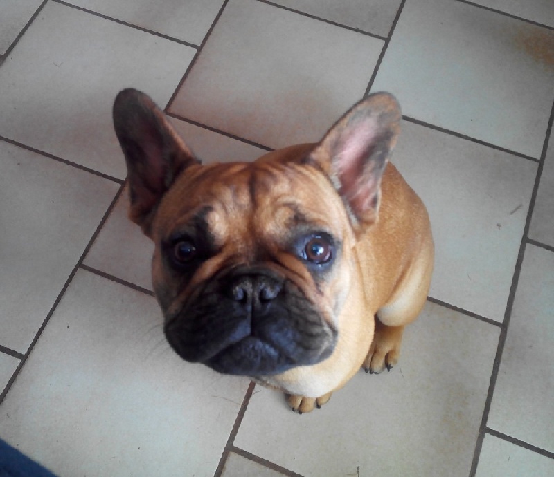 Publication : du Royaume de Bélénie Auteur : Francine Lallez