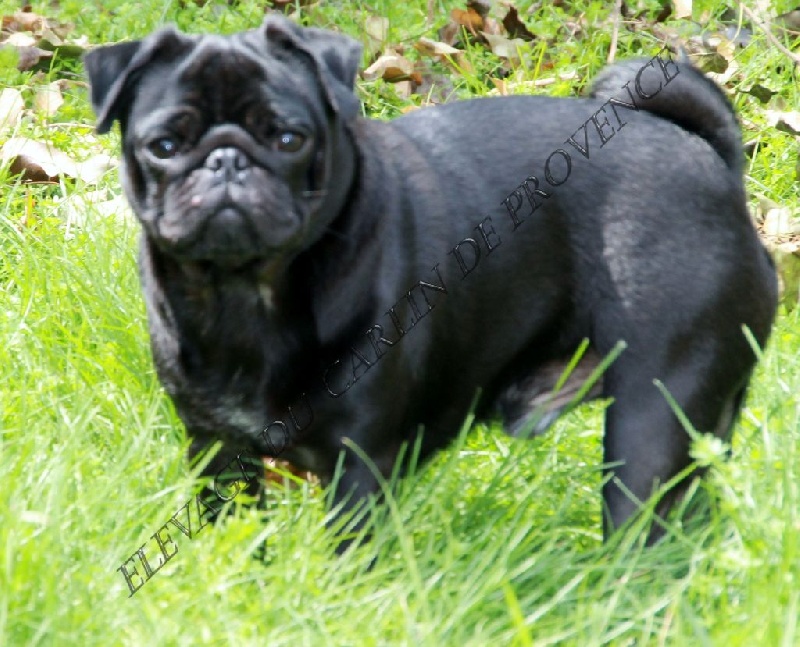 Idefix Du Roxel De Maxendra