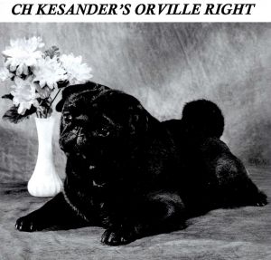 CH. kesander's Orville right