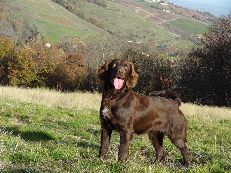 Lys De La Ranche Du Chêne