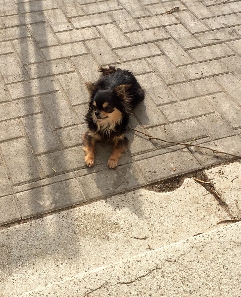 Irondelle de la douce folie