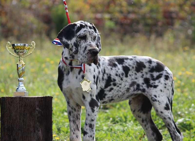 Publication : de L'Esprit d'Oréline Auteur : Emeline BELTRAN