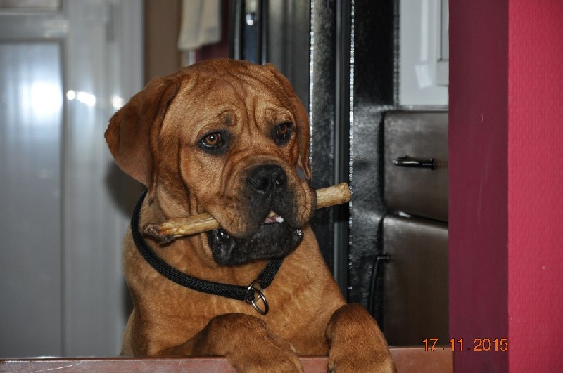 Publication : Lord of Greyskull Auteur : LORD OF GREYSKULL PUGS.