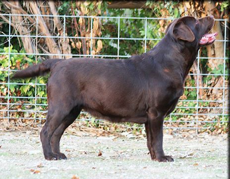 Gala de l'orée de l'ambre