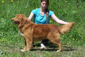 CH. Tombstone shadow shaggy toller's