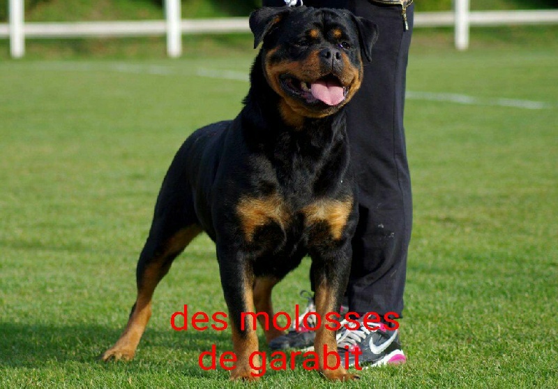  Auteur : des molosses de garabit 