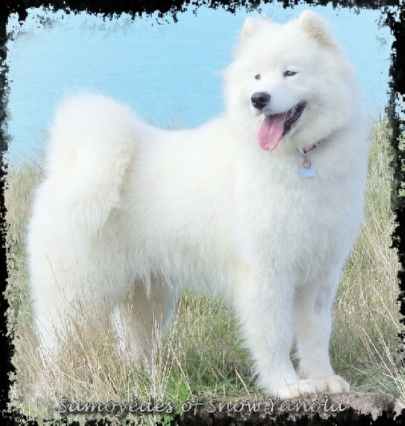 Publication : of Snow Yanola Auteur : Samoyedes of Snow Yanola