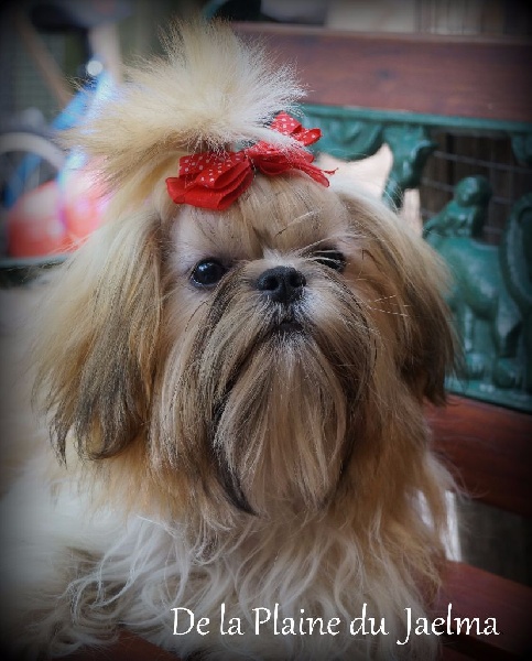 Publication : de la plaine du Jaelma 