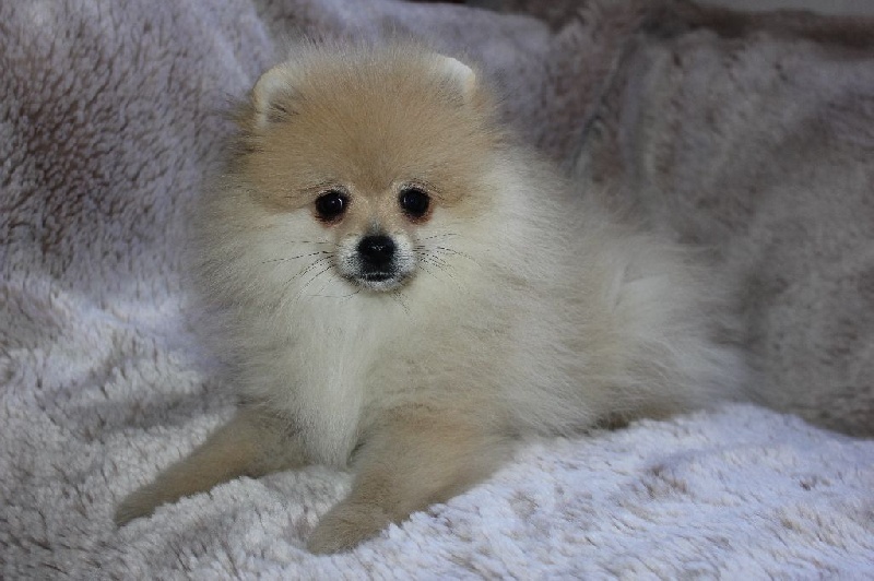 Publication : des Gardiens d'Hadès Auteur : hebert