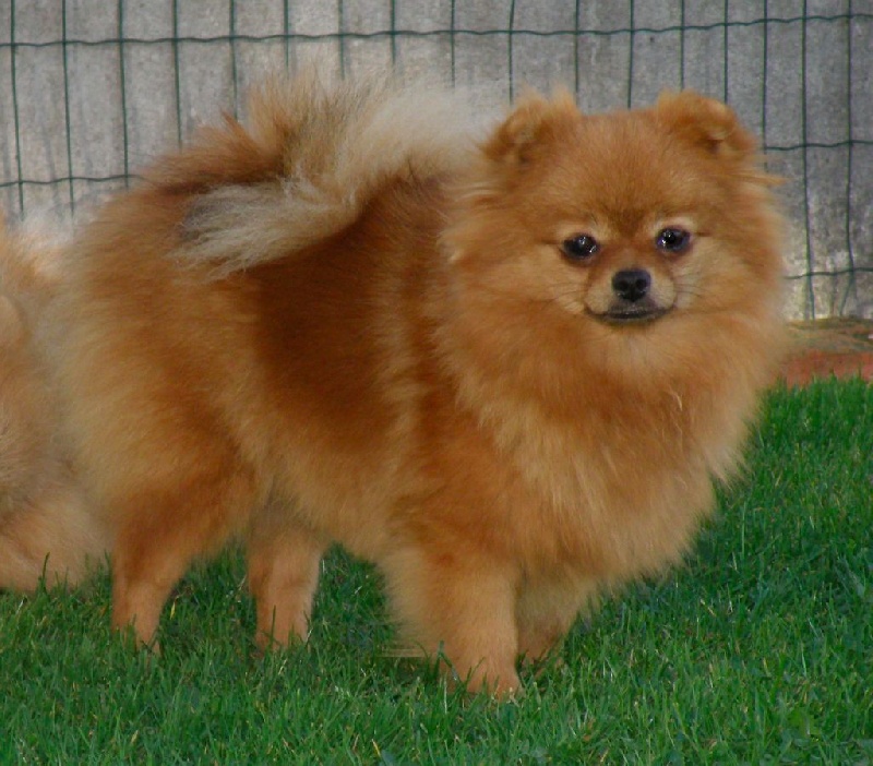 Publication : des Prairies aux Mille Fleurs Auteur : PAMF