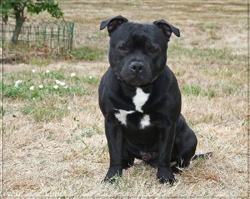 Publication : Action Doggy Dog Auteur : ADD