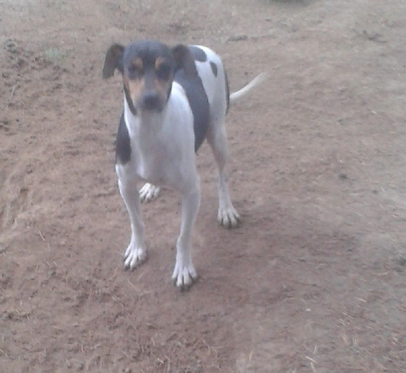 Publication : du domaine des Mandets Auteur : elevage du domaine des mandets