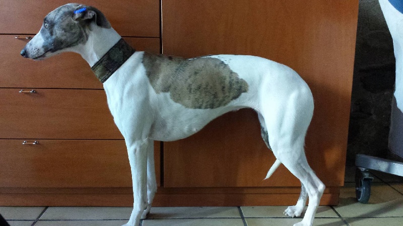 Publication : du Domaine des Etoiles