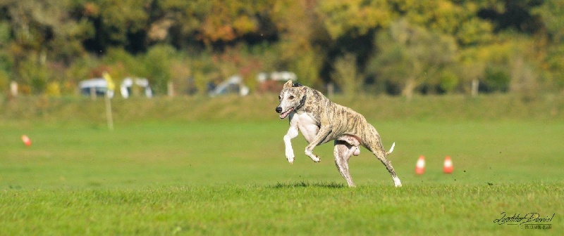 CH. Jaguar of verywhip