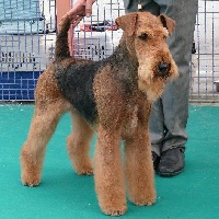 Étalon Airedale Terrier - CH. tierra greenfield's Ruby