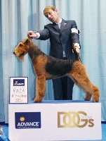 Étalon Airedale Terrier - CH. joval Faith in our heart