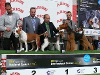 Étalon Airedale Terrier - CH. Never stop de Aireniemeyer