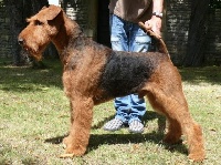 Étalon Airedale Terrier - CH. fairyland Beauty
