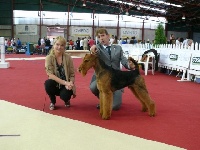Étalon Airedale Terrier - CH. joval Angel's conquistador