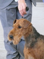 Étalon Airedale Terrier - CH. Neverland de nagual